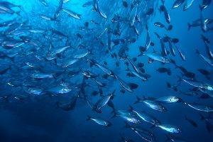 beaucoup de petits poissons dans la mer sous l’eau