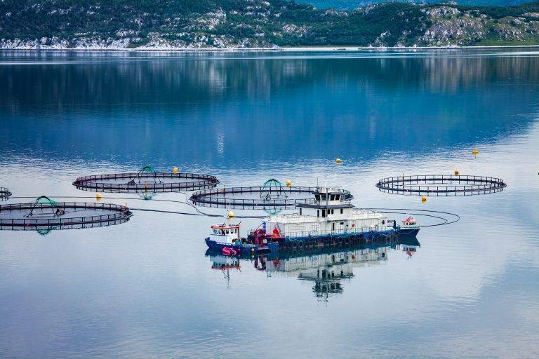 Farm salmon fishing in Norway