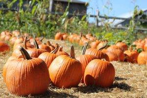 Pumpkin harvest